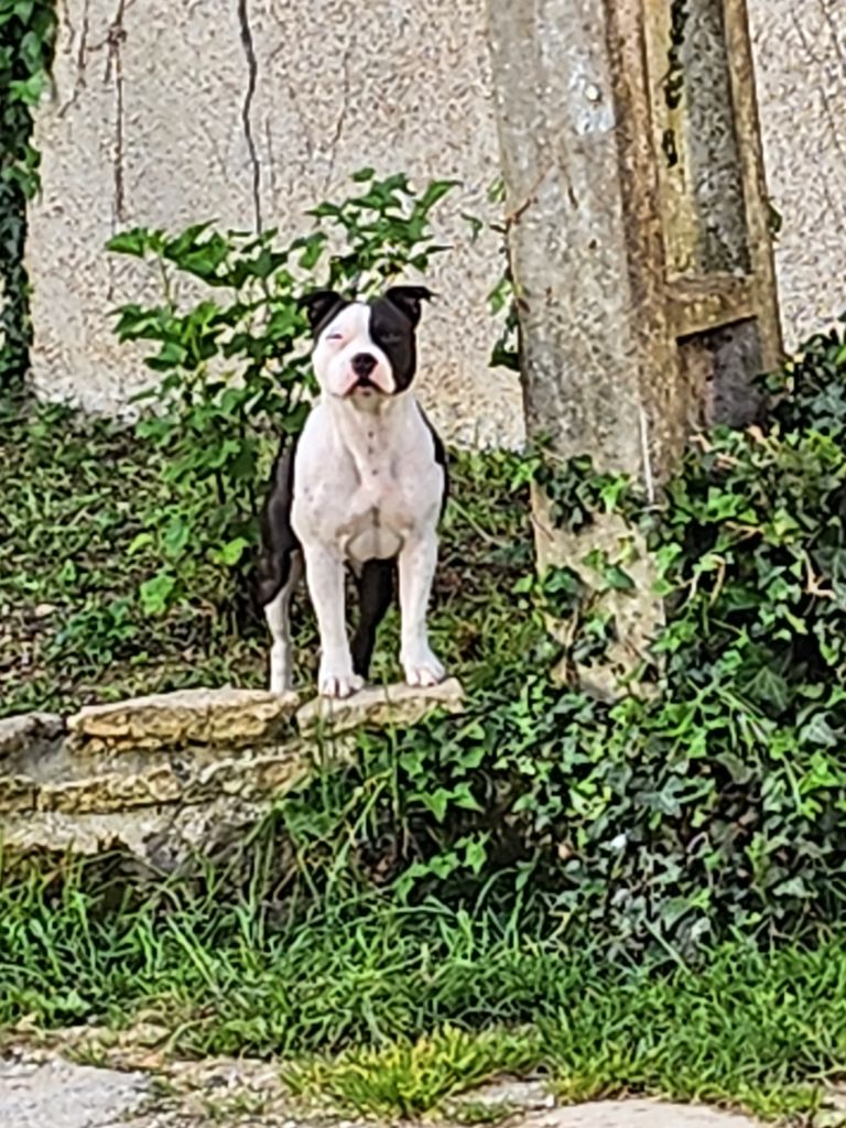 Tika Un Staffie Sinon Rien