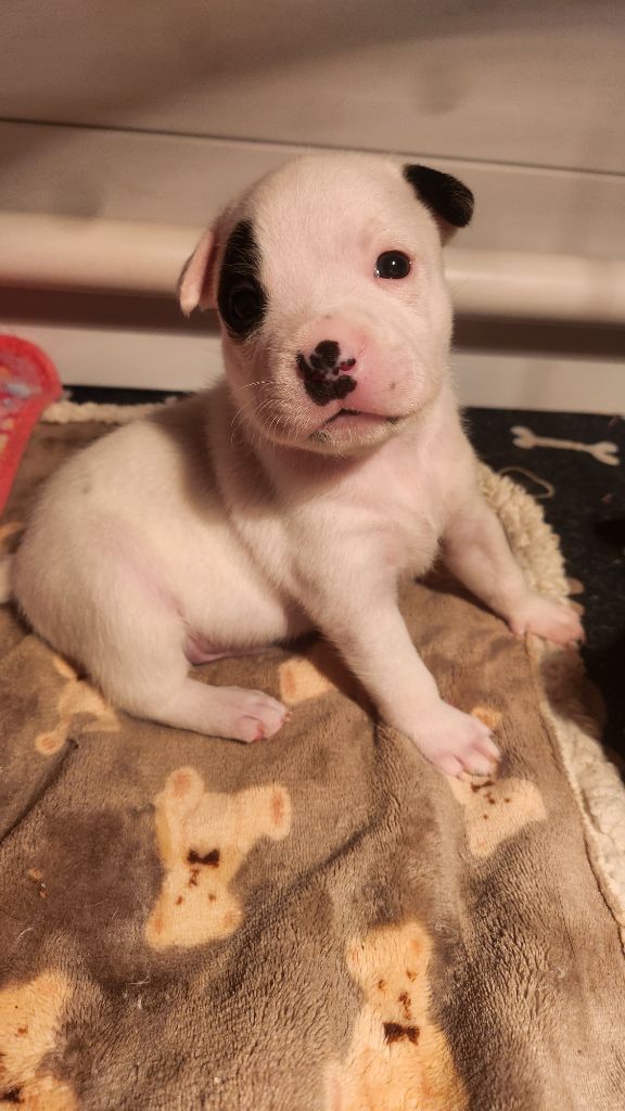 L'Elevage Du Royaume Des Petite Pattes - Chiots disponibles - Staffordshire Bull Terrier